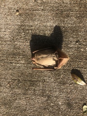 Lasiurus intermedius