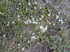 Roella spicata spicata