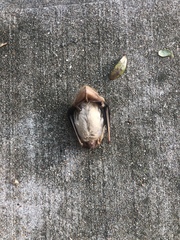 Lasiurus intermedius