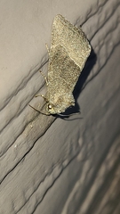 Plagiomimicus spumosum