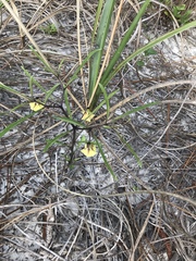 Physalis angustifolia
