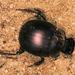 Plum Dung Beetle - Photo (c) Wynand Uys, some rights reserved (CC BY), uploaded by Wynand Uys