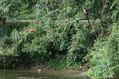 Macaca mulatta