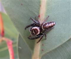 Opisthoncus nigrofemoratus