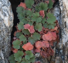 Heuchera caespitosa