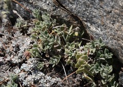 Monardella australis cinerea