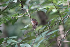 Sinosuthora alphonsiana