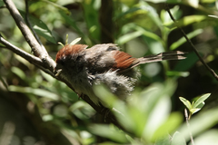 Sinosuthora alphonsiana