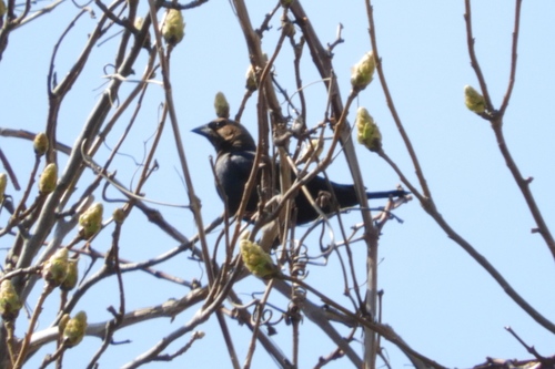 Brown-headed Cowbird photographed in Delaware