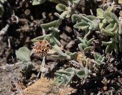 Monardella australis cinerea