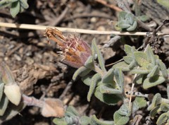 Monardella australis cinerea