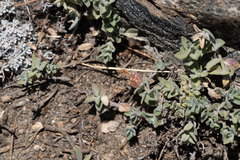 Monardella australis cinerea