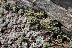 Monardella australis cinerea