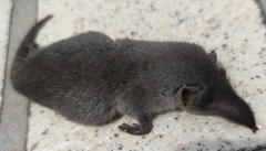 Suncus murinus
