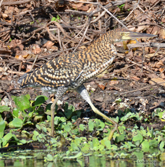Rufescent Tiger Heron photo 5