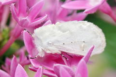 Naroma varipes