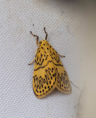 Pseudobarsine bombdilensis