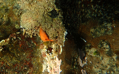 Doriopsilla carneola