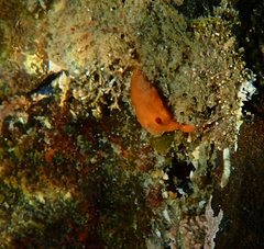 Doriopsilla carneola