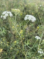 Kitagawia baicalensis