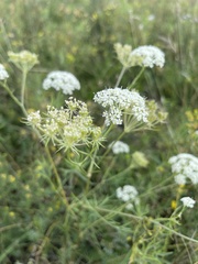 Kitagawia baicalensis