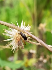 Trigonidium cicindeloides