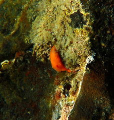 Doriopsilla carneola