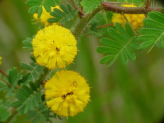 Acacia pulchella