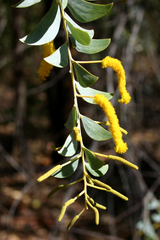 Acacia mountfordiae