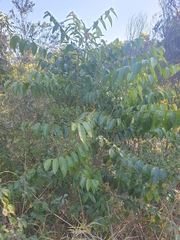 Glochidion sumatranum