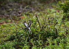 Pericrocotus erythropygius