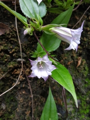 Tripterospermum trinervium