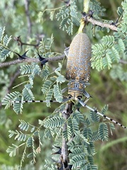 Celosterna scabrator