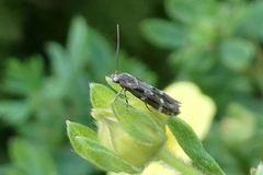 Mompha sturnipennella