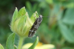 Mompha sturnipennella