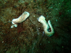 Evasterias troschelii