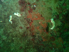 Evasterias troschelii