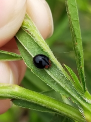 Coccinellidae
