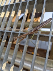 Stagmomantis carolina