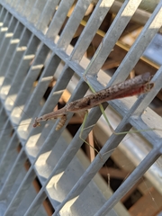 Stagmomantis carolina