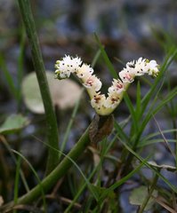Aponogeton junceus