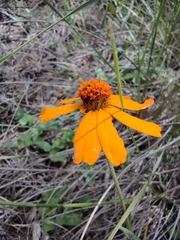Zinnia juniperifolia