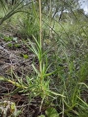 Zinnia juniperifolia
