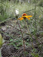 Zinnia juniperifolia
