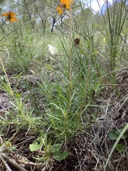 Zinnia juniperifolia