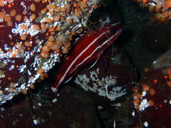 Sebastes ruberrimus