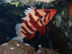 Sebastes nigrocinctus