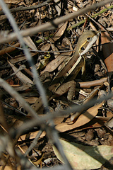 Lophognathus gilberti