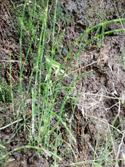 Equisetum ramosissimum