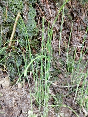 Equisetum ramosissimum